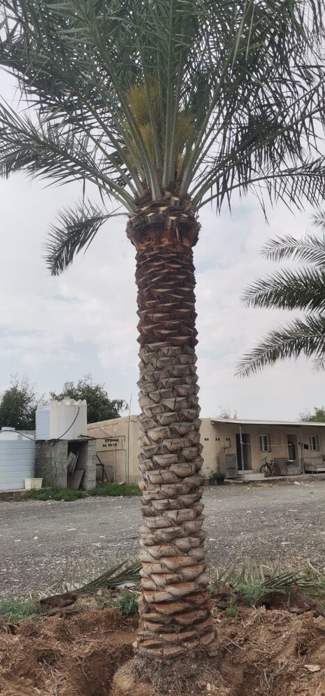نخيل - 4