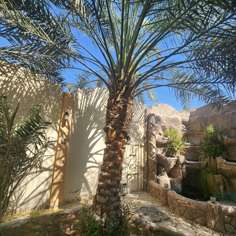نخل - 1