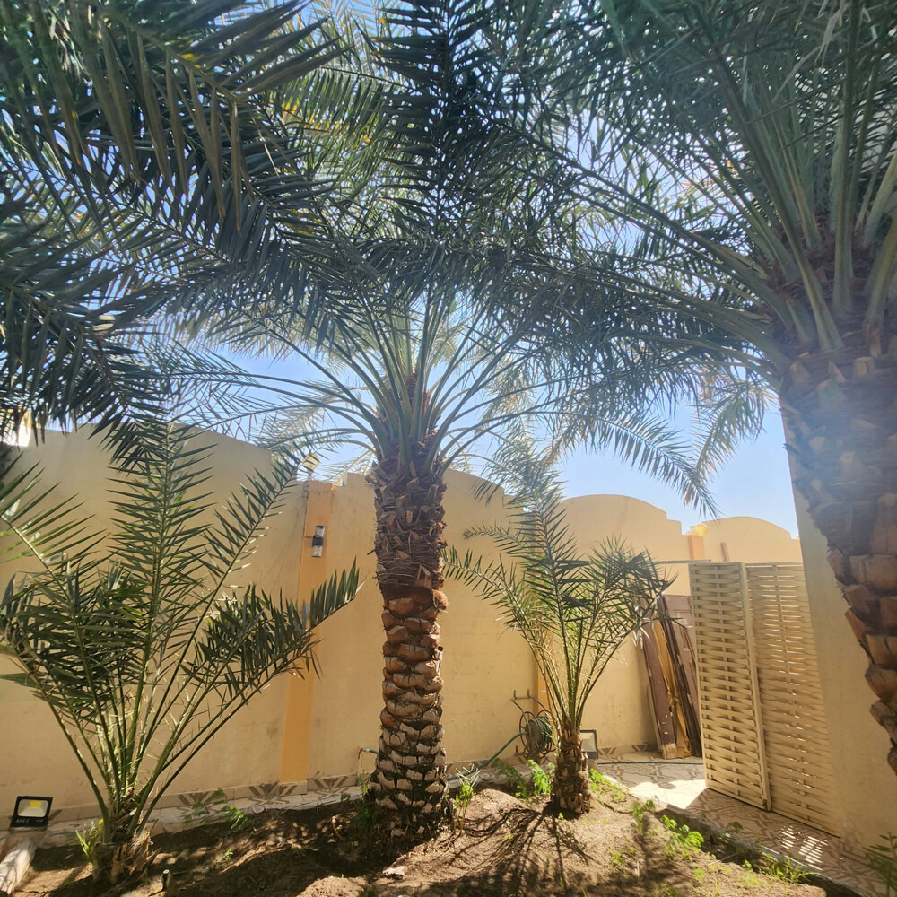 نخل - 4