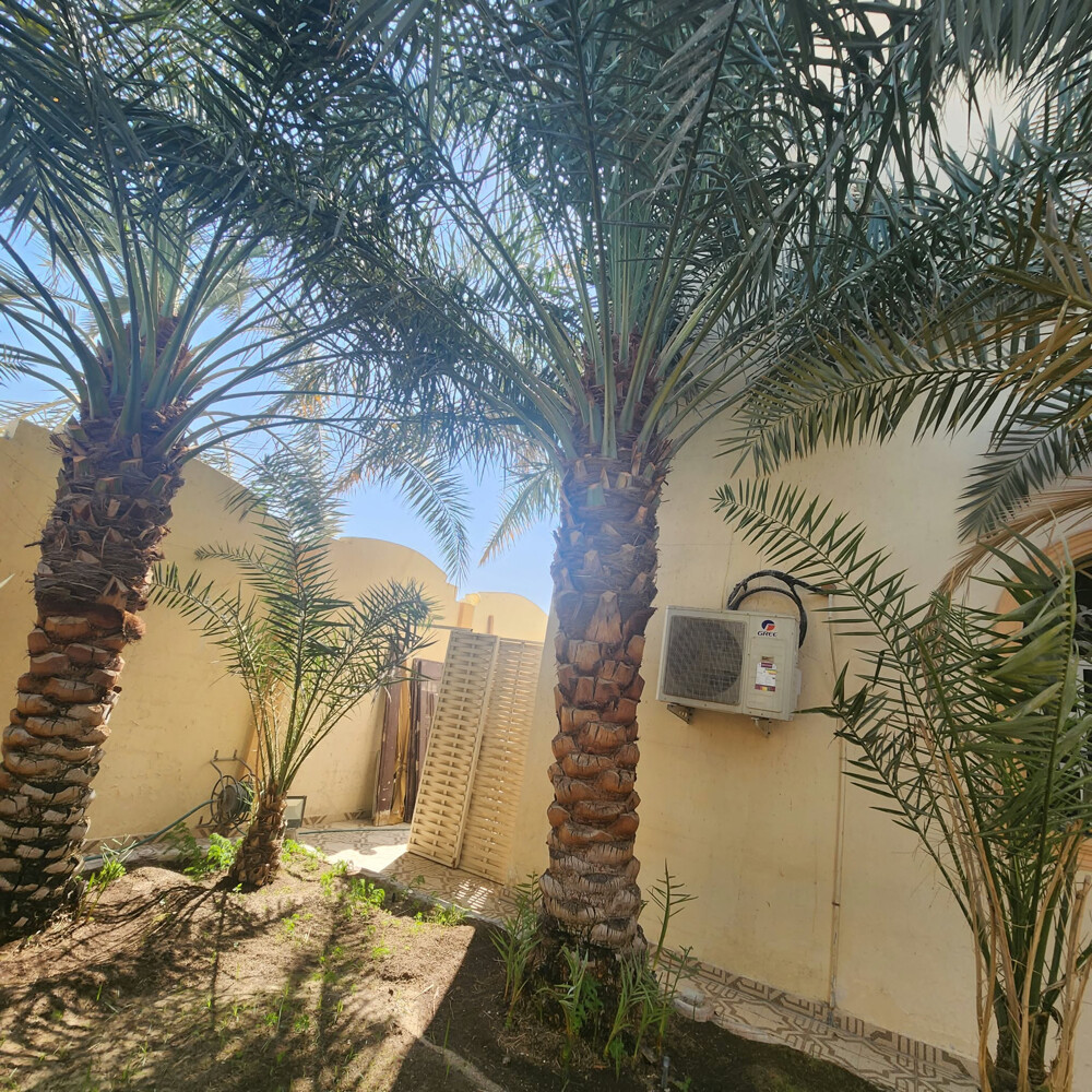 نخل - 2