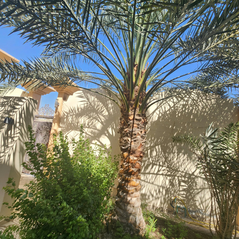 نخل - 3