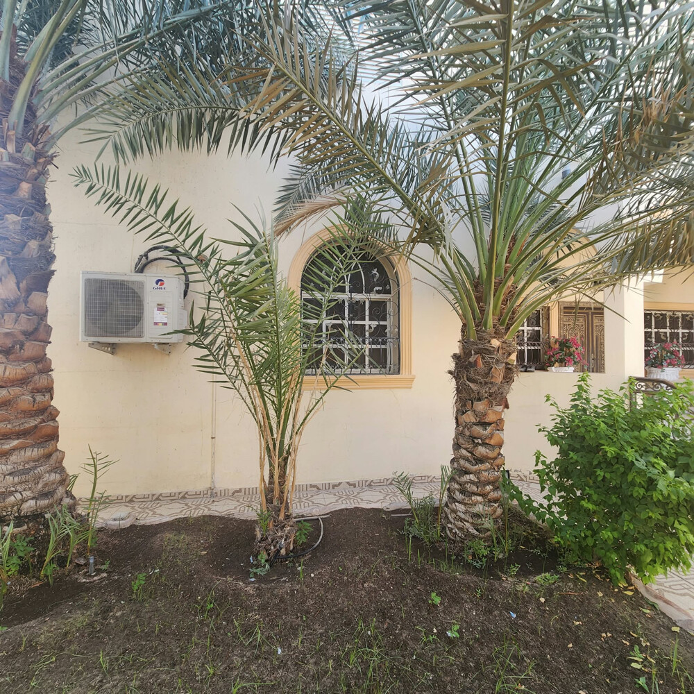 نخل - 5