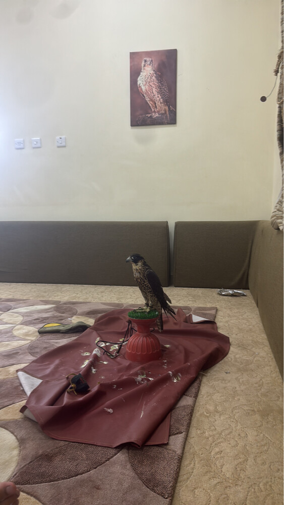 جبيليه بكر - 3