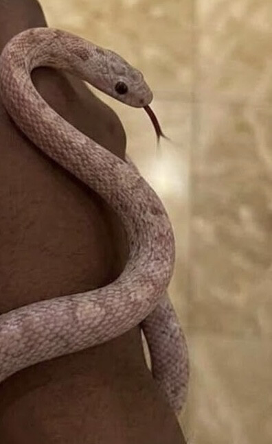 زواحف. - 2