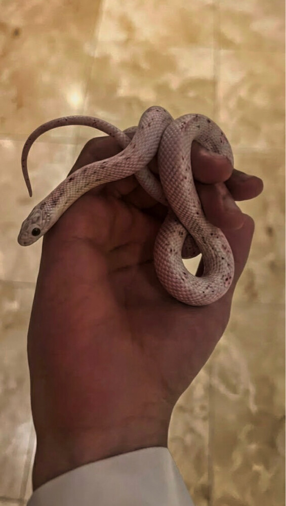زواحف. - 1