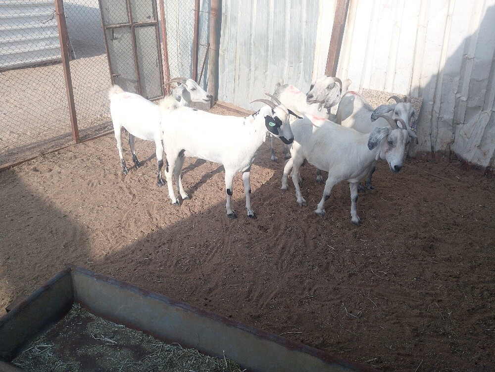 معزه عمانيه دفيع - 3