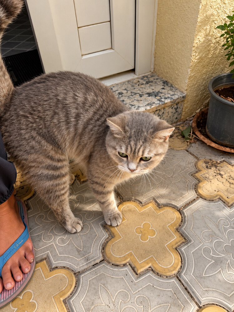 Beautiful Cat for Sale - 3