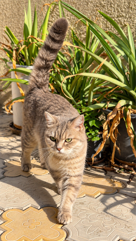 Beautiful Cat for Sale - 2