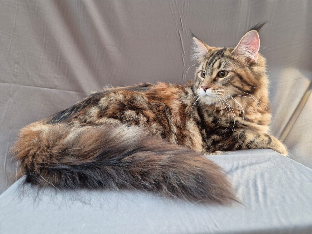 mainecoon female - 1