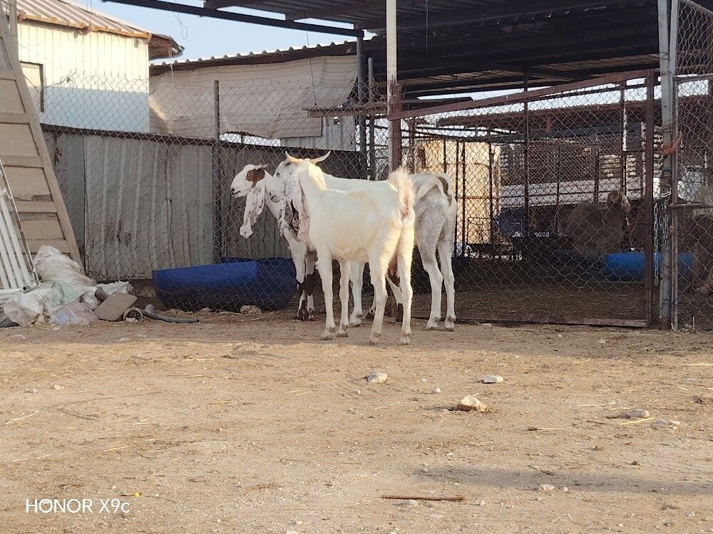 للبيع معزا مشاريك طيبه - 3