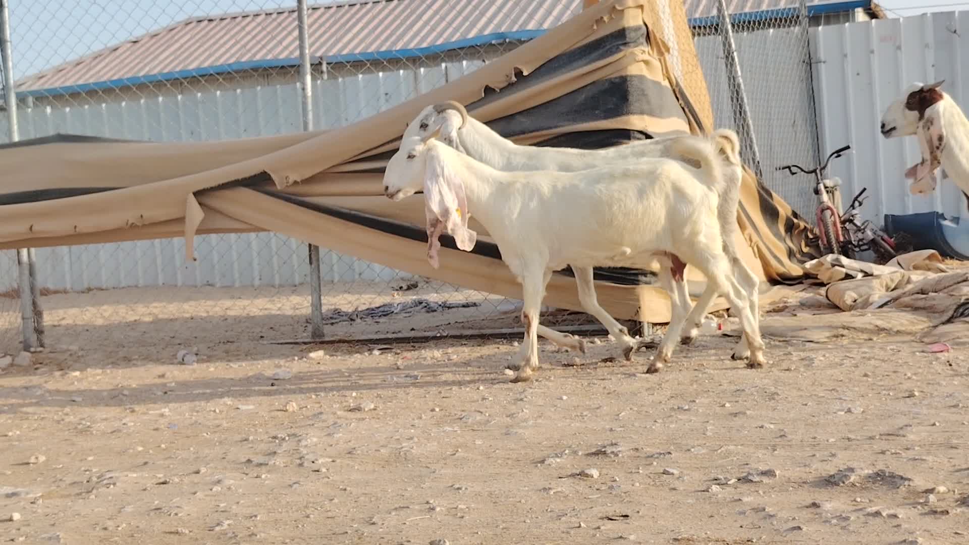 للبيع معزا مشاريك طيبه - 4