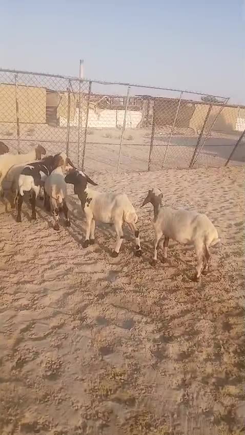 للبيع طليان و رخال سوريه - 1