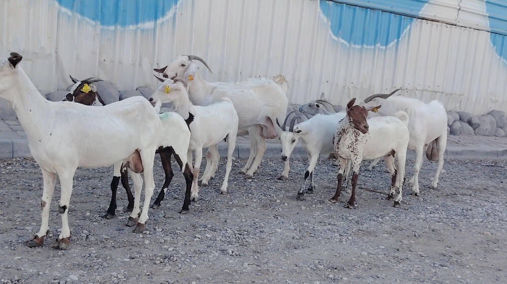 معزة عمنيات طيبه - 3