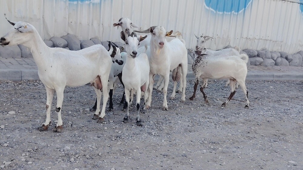 معزة عمنيات طيبه - 2