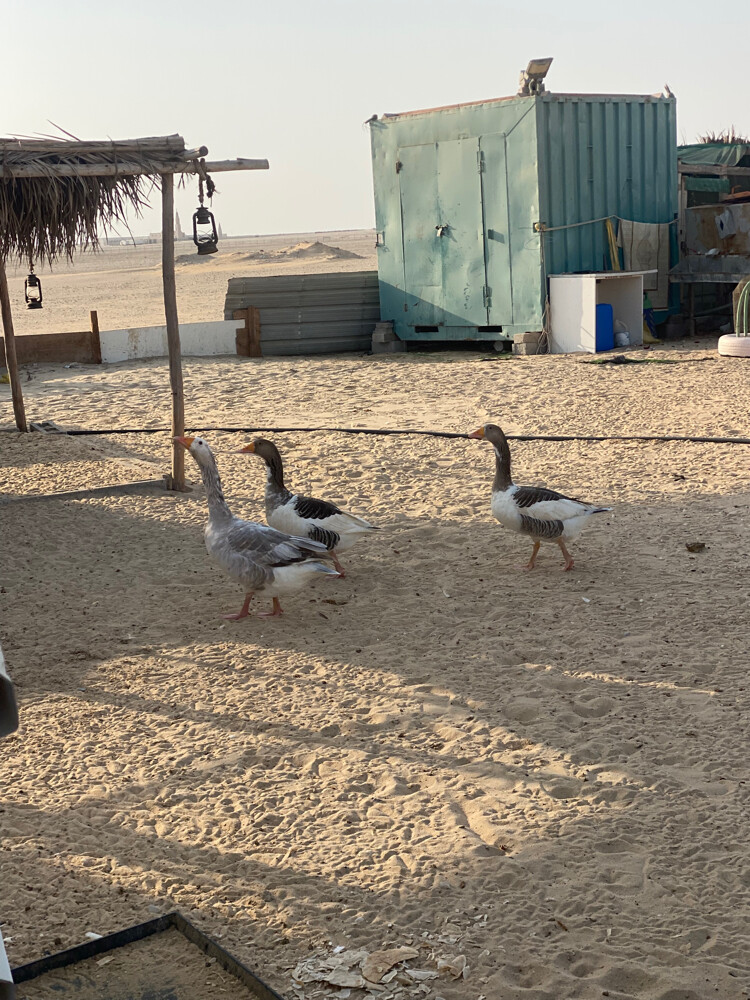وز. ذكر ونثيتيا  - 1