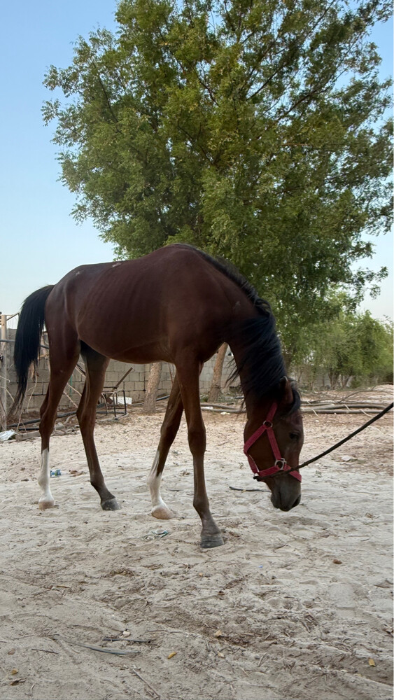 حصان  - 2