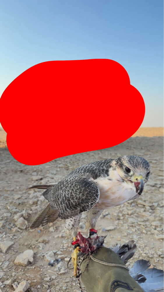 جير تبع و حر من حر  - 3