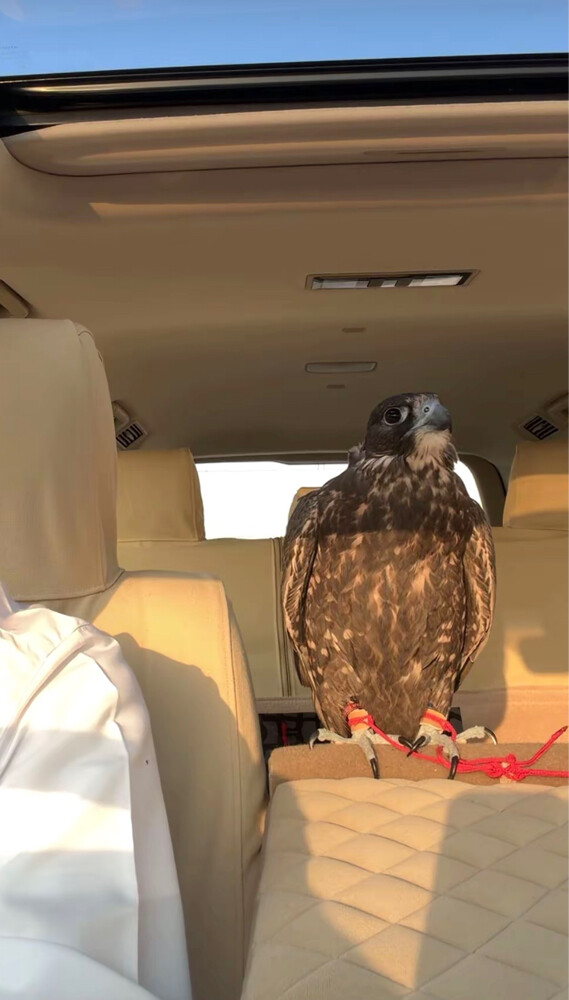 جير تبع و حر من حر  - 1