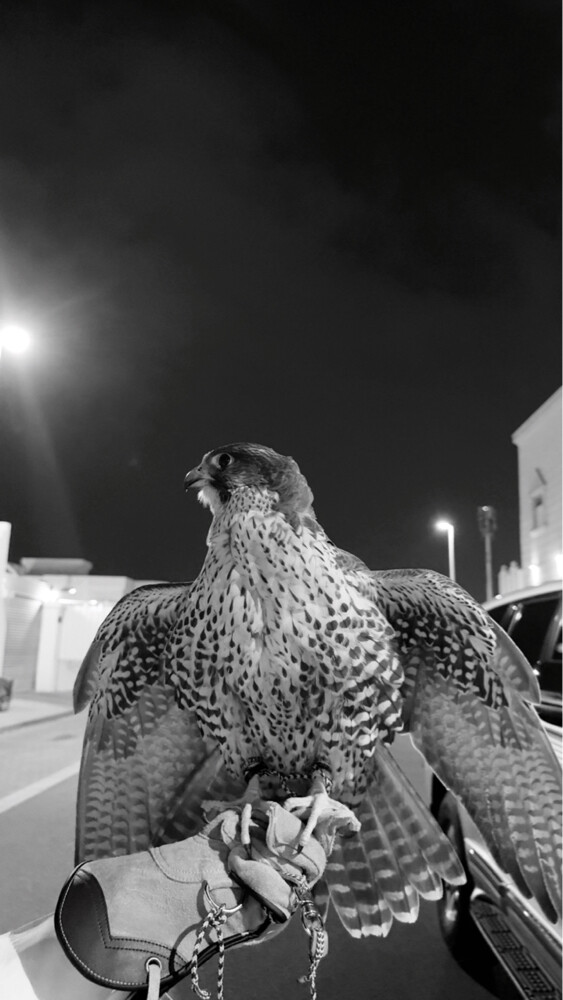 جير شاهين - 6