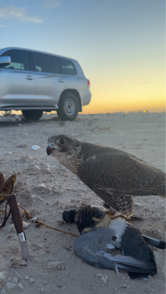 جير شاهين - 3