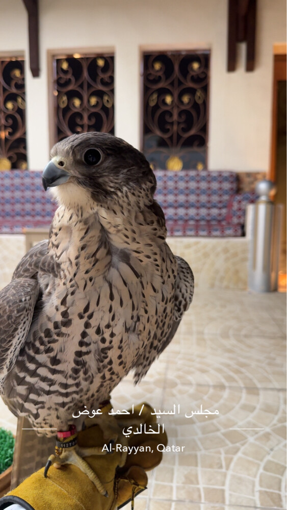 جير شاهين - 7
