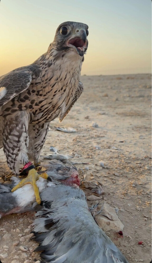 جير شاهين - 1