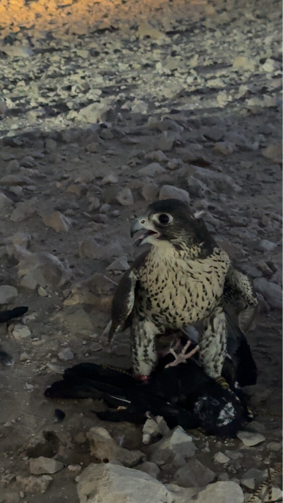 جير شاهين - 2