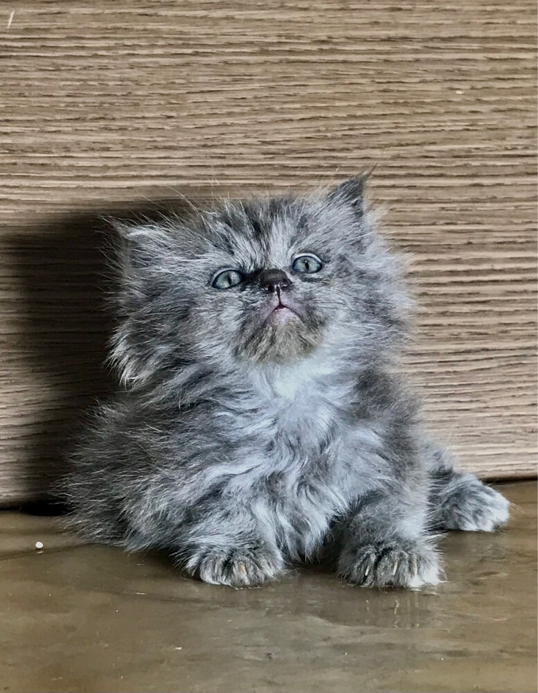 Scottish fold longhair  - 2