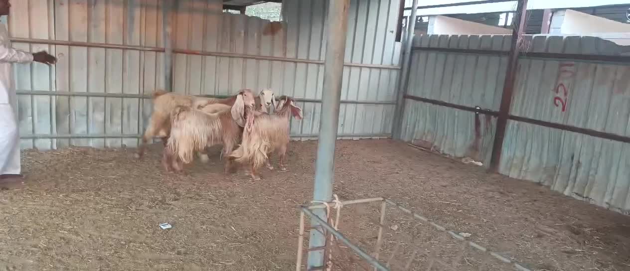 عوارض صفر طيبه - 3