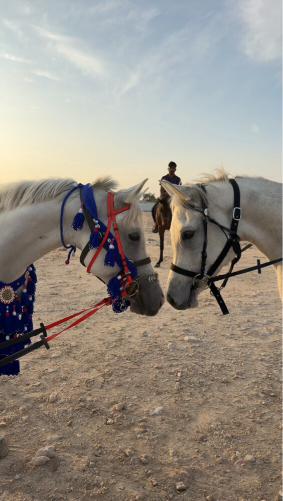 مطلوب خيل عربي ريس - 1