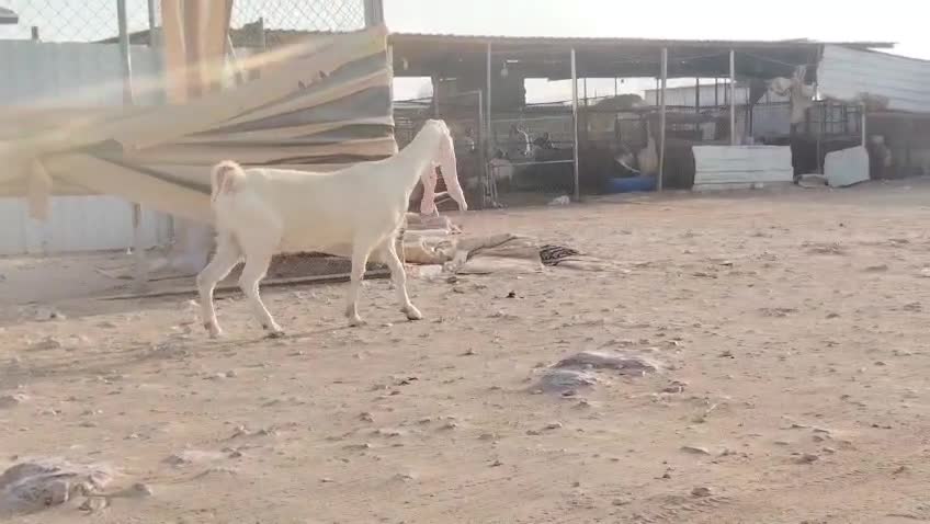 للبيع عنز حجازيه برص طيبه - 1