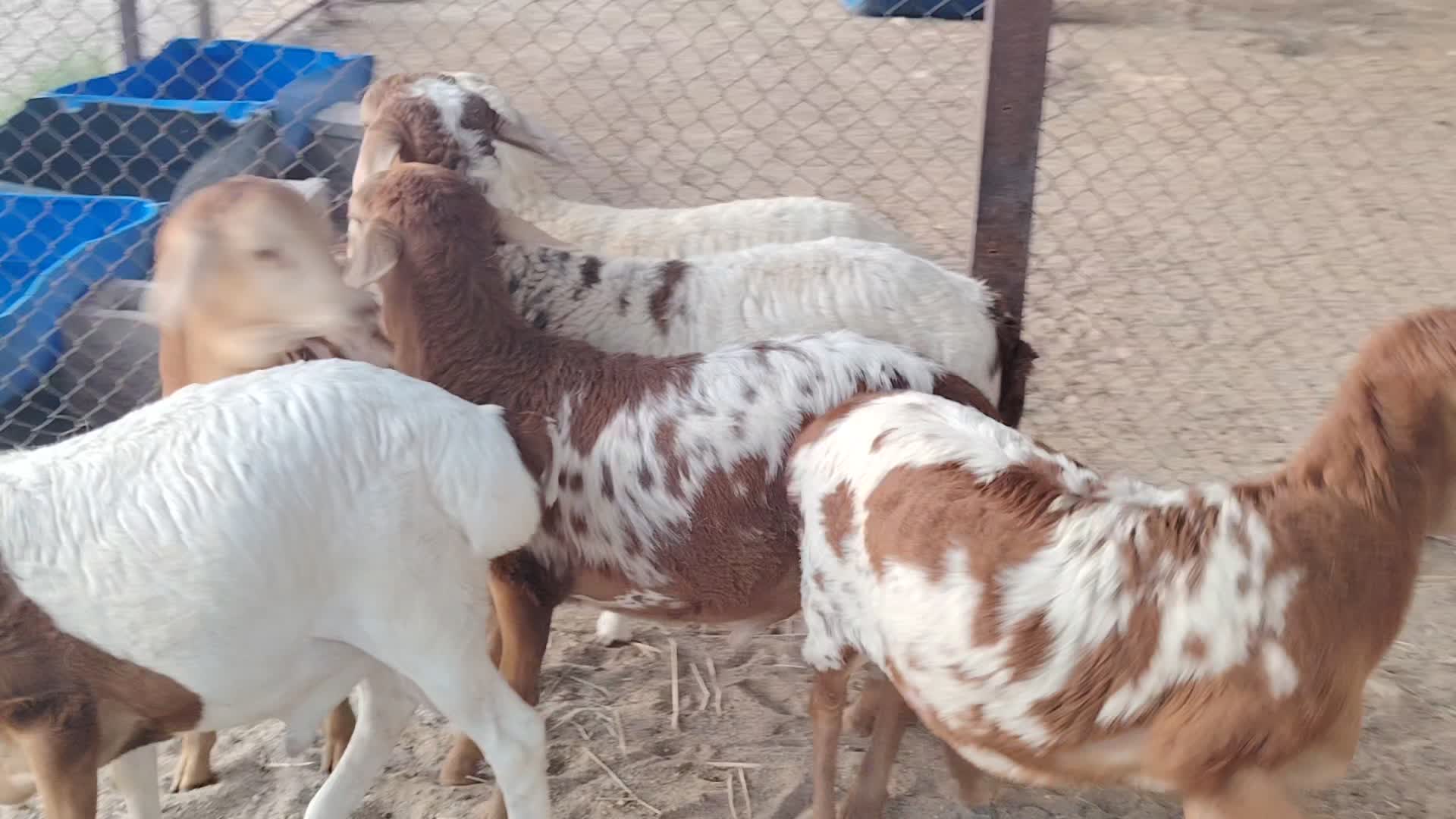 للبيع طليان - 1