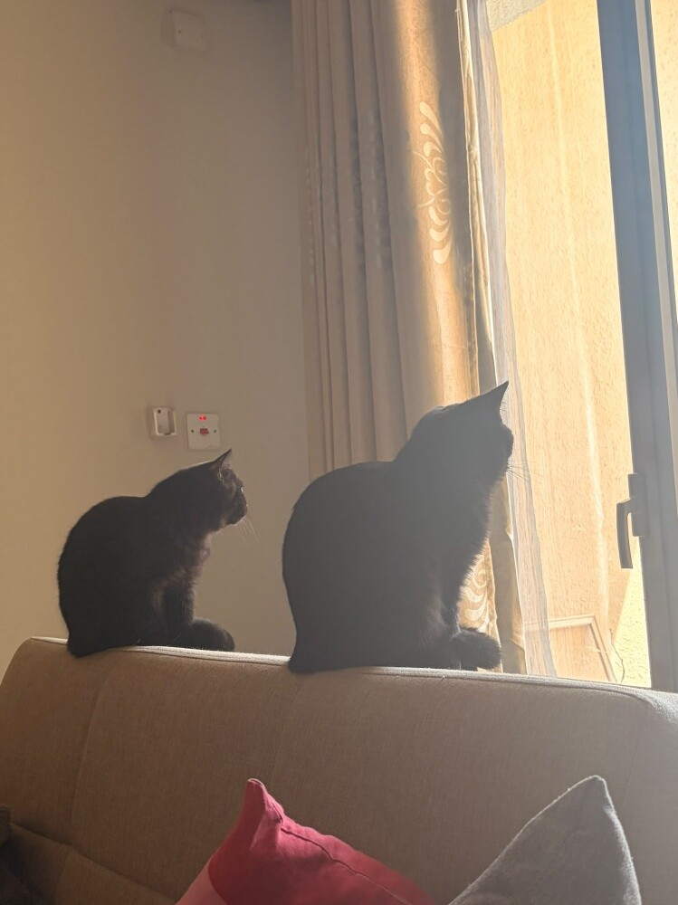 Two British Straight Kittens for Sa - 3