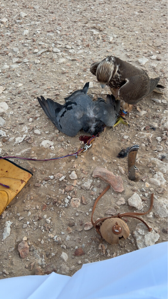 وكري - 1