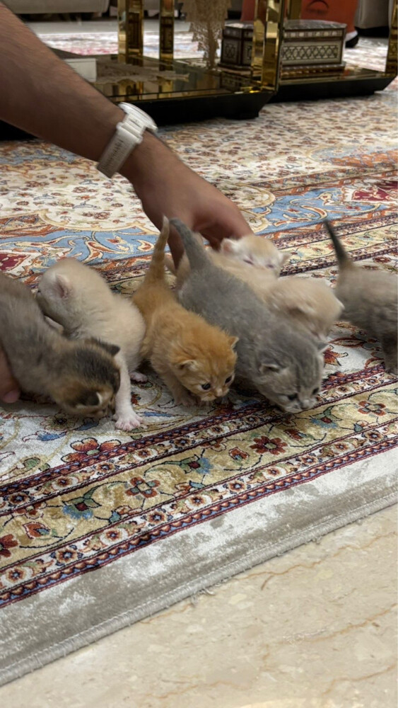 قطط سكوتش فولد وستريت - 1
