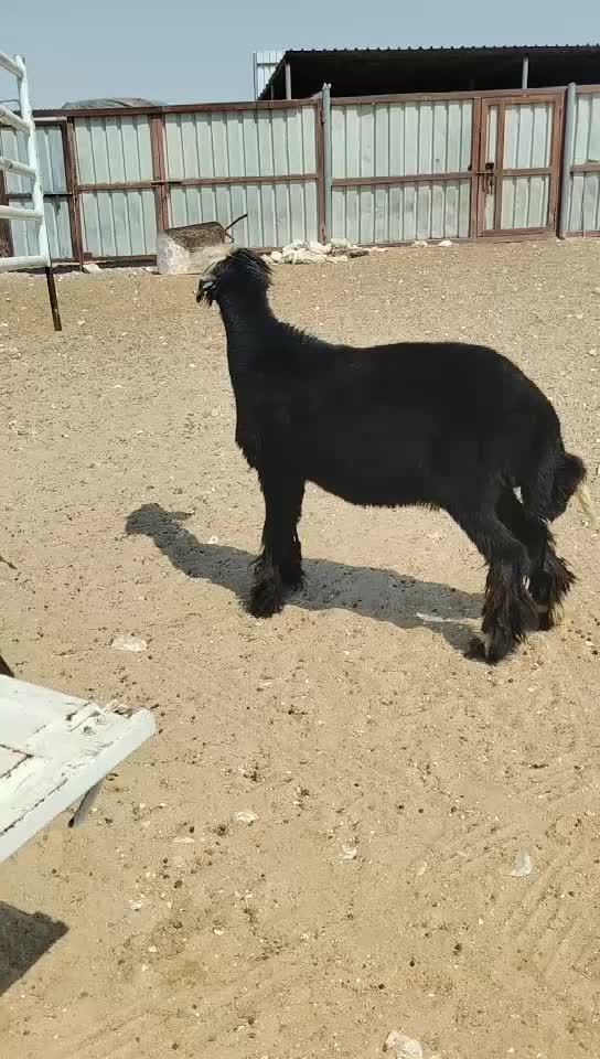شاه دعاويه طيبه جرم - 1