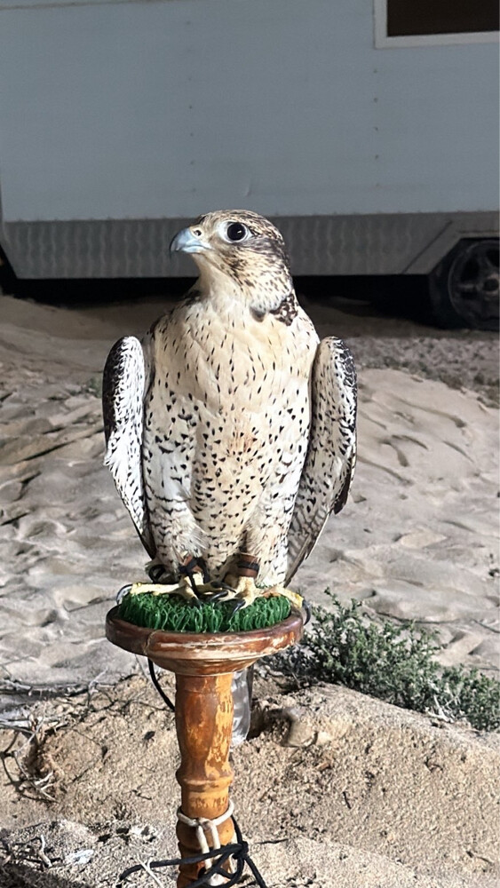 جير شاهين - 2