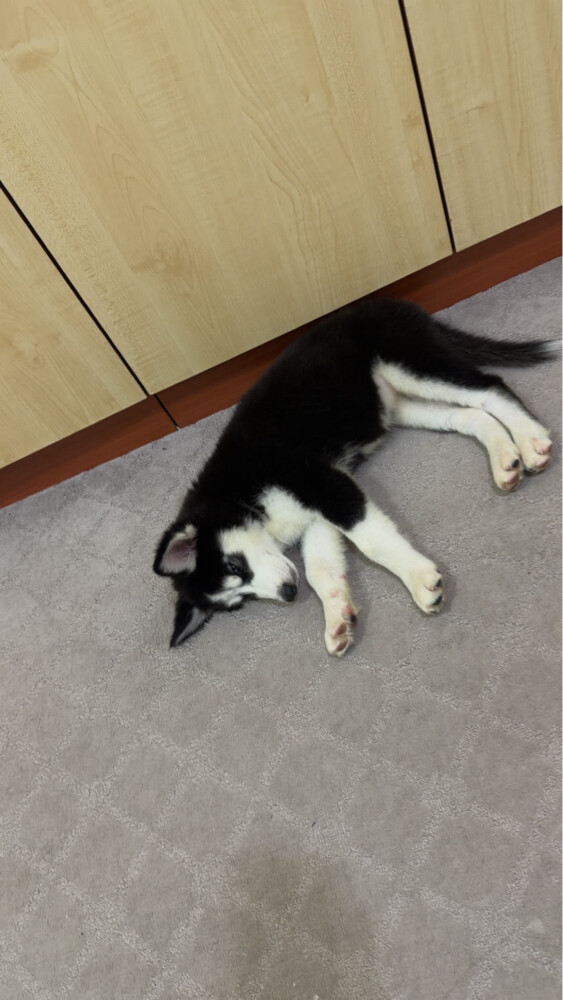 husky puppy - 3