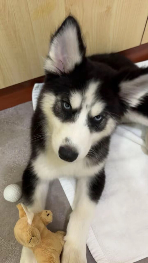 husky puppy - 2