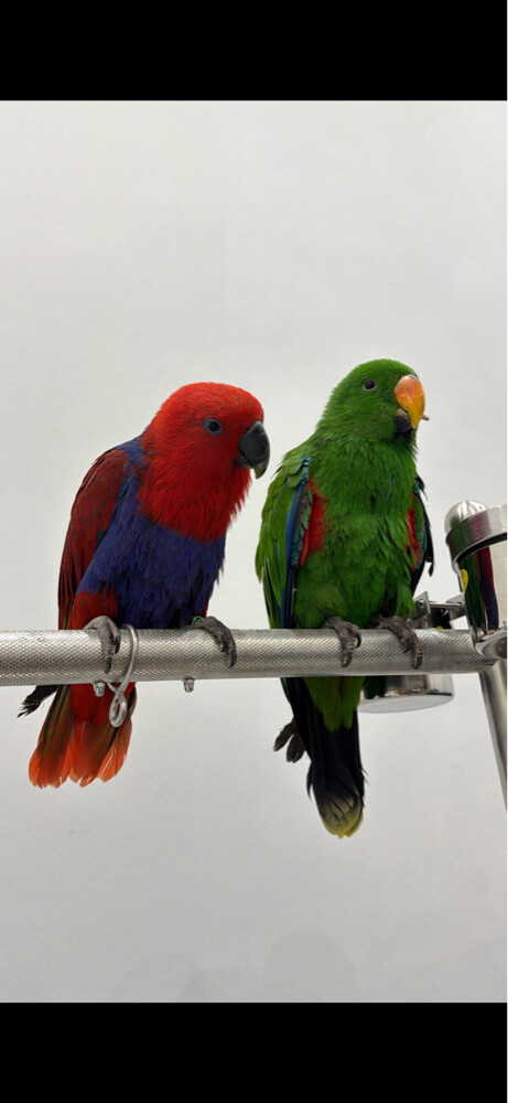 eclectus parrot - 1