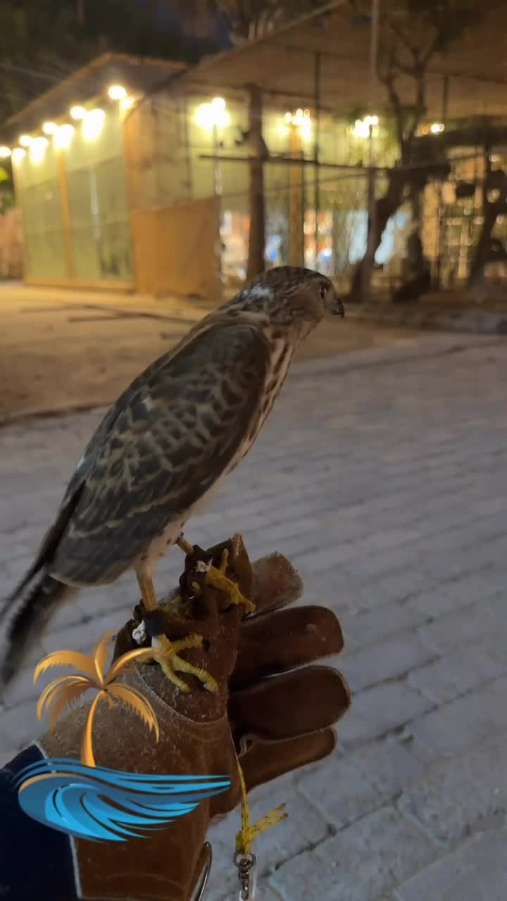 للبيع واشه  - 1