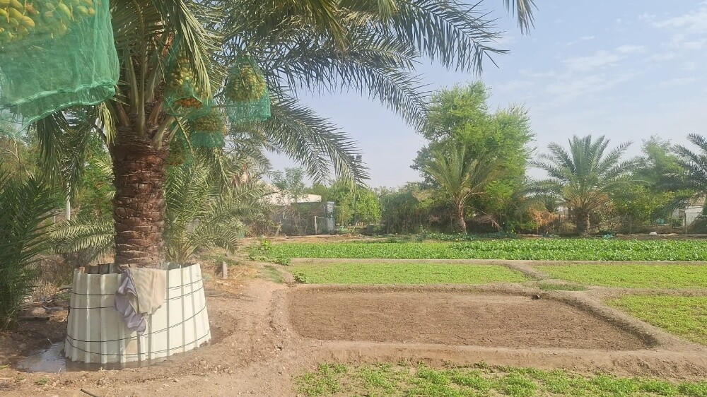 للبيع مزرعة صغيرة بالعطورية - 4