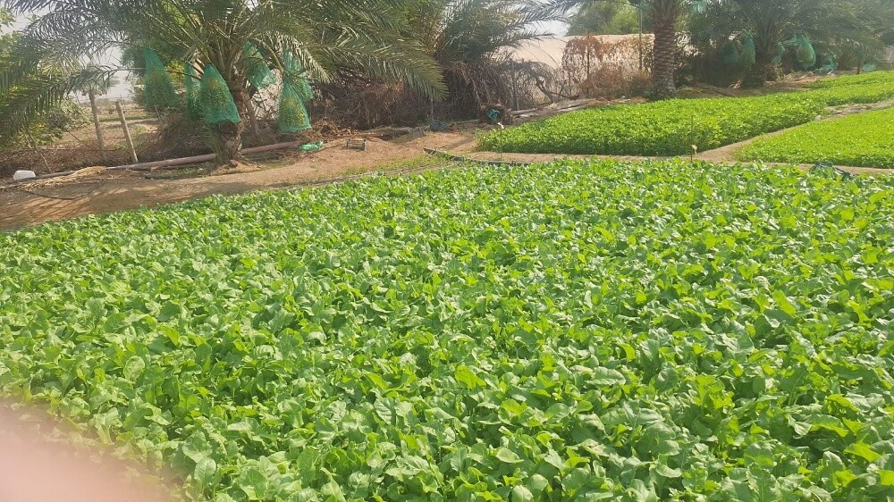 للبيع مزرعة صغيرة بالعطورية - 3