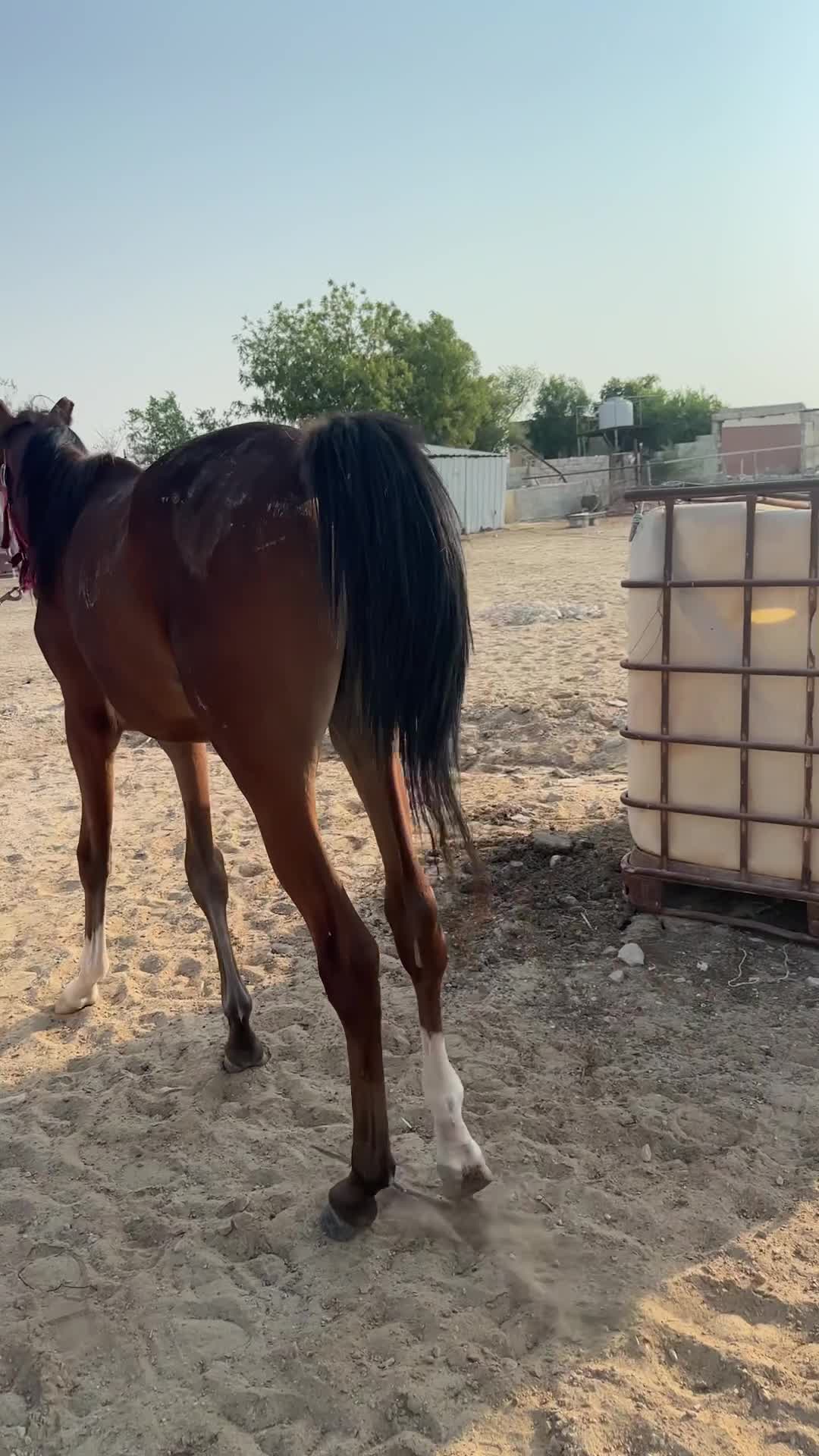 حصان عربي ريس  - 5