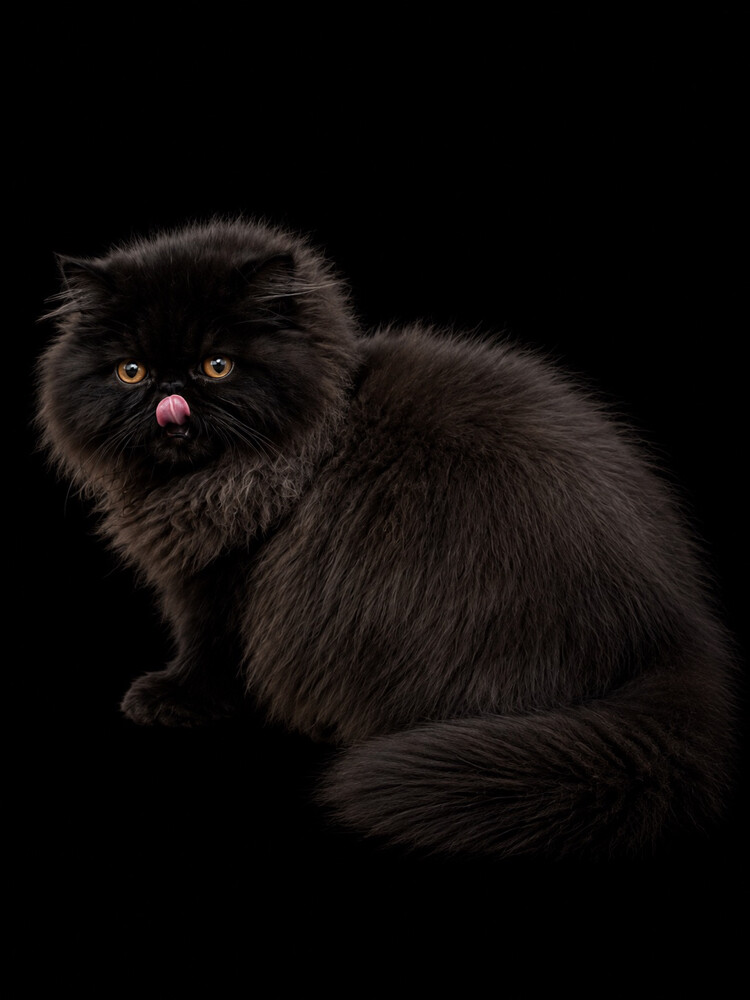 Persian cat  - 2