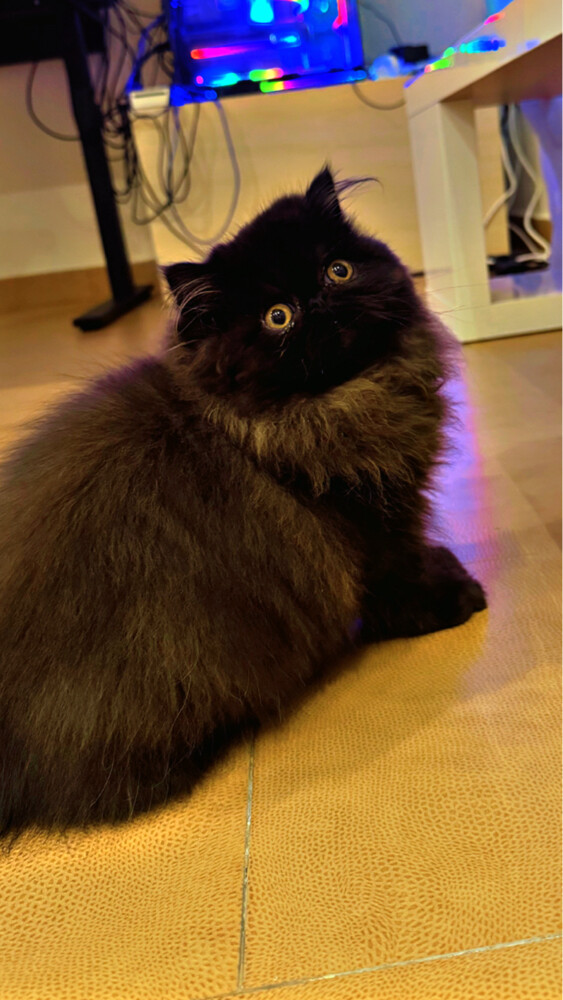 Persian cat  - 4