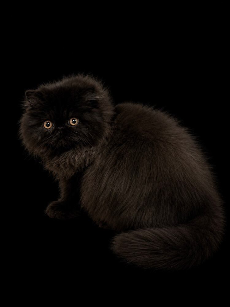 Persian cat  - 3