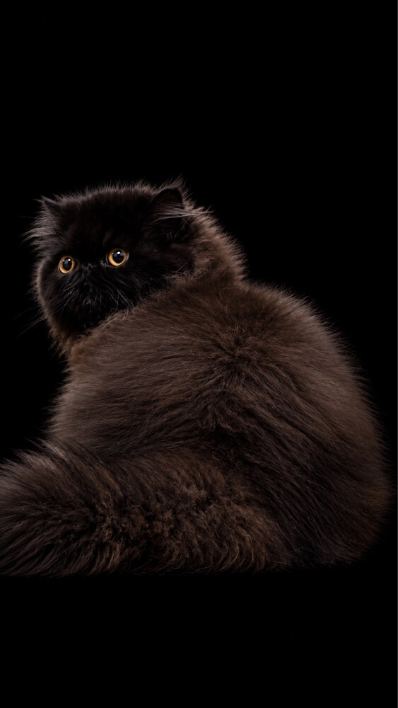 Persian cat  - 1