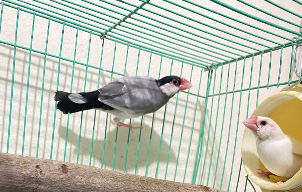 2 Jawa birds for sale =Qr150 - 1