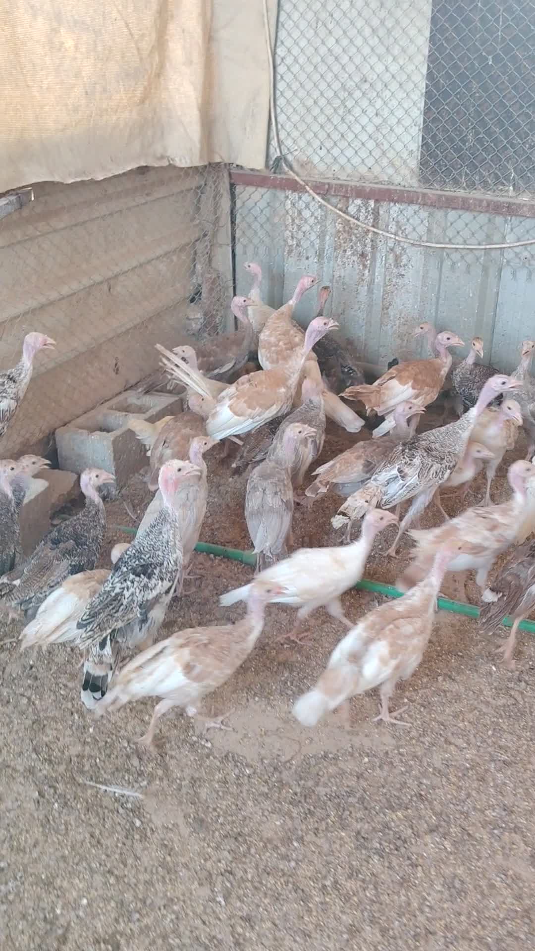 رومي طيب ممتاز - 1